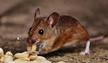 24 Hour & Emergency Exterminators in Hancocks Brg, NJ